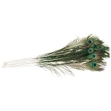 Peacock Eye Feathers - 12PK/Natural