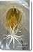 Night-Blooming Cereus Deep 8 Canvas Print / Canvas Art - Artist Warren Sarle