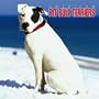 American Pit Bull Terriers 2005 Wall Calendar