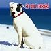 American Pit Bull Terriers 2005 Wall Calendar