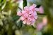 Nerium Oleander - 24