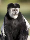 Black and White Colobus Monkey (Colobus Guereza), Lake Naivasha, Kenya, East Africa, Africa Photographic Poster Print by James Hager, 9x12