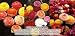 Ranunculus - Tecolote: Flower Fields Collection - 30 x-large bulbs - 8+ cm