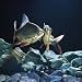 Tinfoil Barb Pair Interacting, Freshwater, from Se Asia Photographic Poster Print by ...