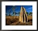 Termite Mounds in Grasslands, Hann River Crossing, Lakefield National Park, Australia Styles Framed Art Poster Print by Trevor Creighton, 22x18