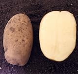 Zolushka Potato 50 Seeds - B000V6T30G