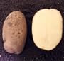 Zolushka Potato 50 Seeds - White Skin/White Flesh