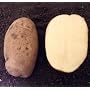 Zolushka Potato 50 Seeds