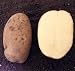 Outdoor Living : Zolushka Potato 50 Seeds - White Skin/White Flesh