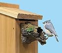 Natural Bird Guardian