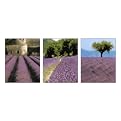 Provence Collection