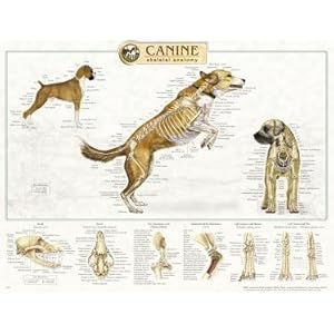Amazon.com: Canine Anatomy, Complete Set of 3 Charts. Buy the Set and