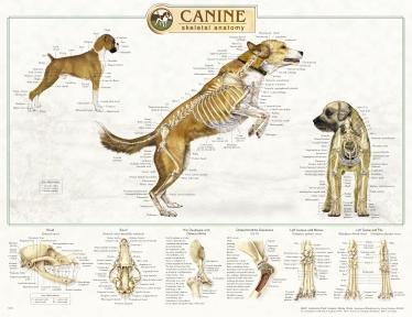 Canine Anatomy Complete Set of 3 Charts Buy the Set and SAVE