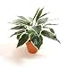 32cm Hosta Plant - Artificial Plant