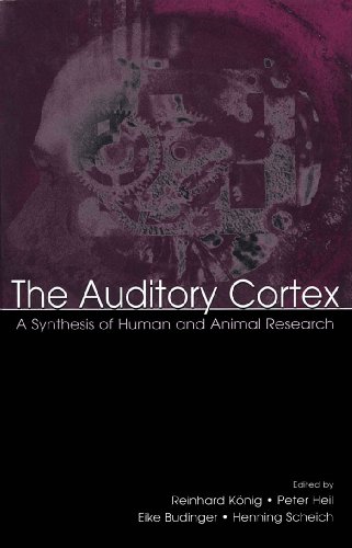 The Auditory Cortex: A Synthesis of Human and Animal Research