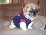 Joybies Patriotic T Shirt for Small Male or Female Dog (Measuring 13-15 From Collar to Base of Tail)