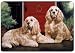 cocker_spaniel17cocker spaniel - Cocker Spaniels Pet Placemat