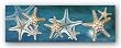 Starfish by Melinda Bradshaw 12"x36" Art Print Poster
