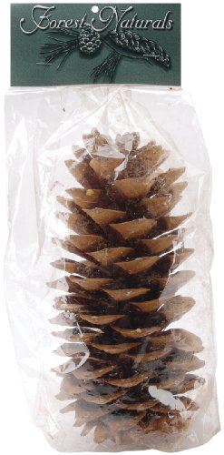 Natural Large Sugar Pine Cone Image Natural Large Sugar Pine Cone