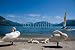 Wallmonkeys Peel and Stick Wall Decals - Cygnes Et Lac - Removable Graphic
