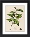 Framed Prints of Camellia Sinensis (Tea) from Mary Evans