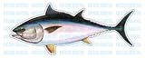 TUNA -Fish Decal- window sticker truck fishing deep sea