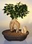 Bonsai Boy's Ginseng Ficus Bonsai Tree ficus retusa