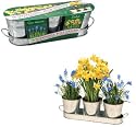 Windowsill Spring Bulb Garden Including Hyacinth and Daffodil: Great Gift Idea!
