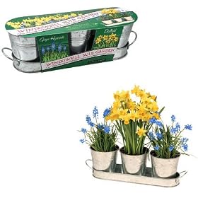 Windowsill Spring Bulb Garden Including Hyacinth and Daffodil: Great Gift Idea!