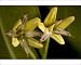 Photographic Prints of ROG-12156 Red mangrove in flower from Ardea Wildlife Pets