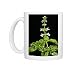 Photo Mugs of LA-2333 Basil - in flower from Ardea Wildlife Pets