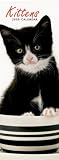 Kittens 2009 Slimline Wall Calendar