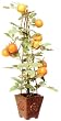 24" Artificial Tomato Plant