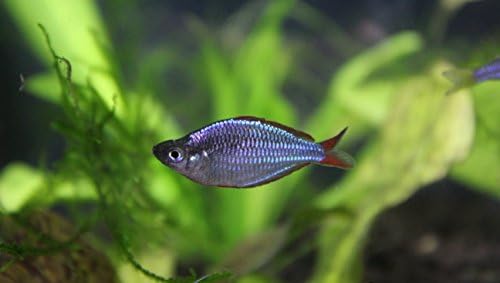 5 to 7 Neon Dwarf Rainbow Fish 1" to 1.25 " (Melanotaenia praecox).