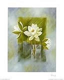 IMAGE OF White water-lilies HIGH QUALITY CANVAS Print With Light Added BRUSHSTROKES Franz Heigl 16x20