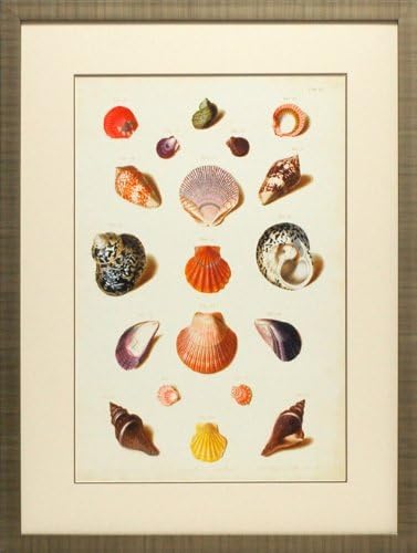 North American Art Muller Shells XI Framed Beach Art