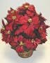 Classic Red TRIPLE Silk Poinsettia Bush