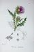 BOTANY PLANTS c1902 MUSK THISTLE CARDUUS NUTANS COLOUR