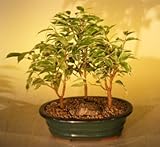 Bonsai Boy's Ficus Bonsai Tree 3 Tree Forest Group- Variegated ficus benjamina Bonsai Boy's Ficus Bonsai Tree 3 Tree Forest Group- Variegated ficus benjamina