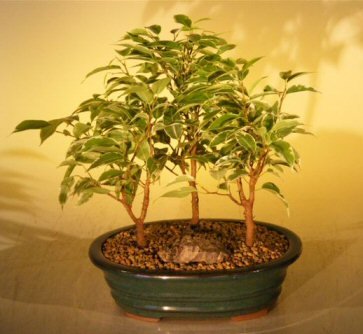 Bonsai Boy's Ficus Bonsai Tree 3 Tree Forest Group- Variegated ficus benjamina