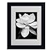 Trademark Fine Art Magnolia Canvas Wall Art by Michael Harrison with Black Frame, 11 by 14-Inch