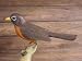 Robin Backyard Carving
