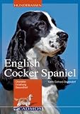 English Cocker Spaniel: Charakter, Erziehung, Gesundheit