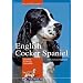 English Cocker Spaniel: Charakter, Erziehung, Gesundheit