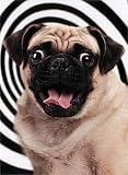 Wide Eyed Pug Twilight Zone Birthday Card