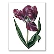 genus Tulipa 50 - 5" x 7" Museum Quality Greeting Card