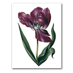 genus Tulipa 50 - 5" x 7" Museum Quality Greeting Card