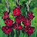 Outdoor Living : 10 Black Jack Gladiolus Bulbs - Deep Ruby with Black Edge