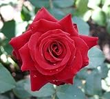 Eigenschaften Agel Rosen  / Edelrose 