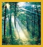 Sunrise in the Forest Bookmark